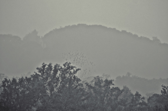 Monticello and Flock in Rain