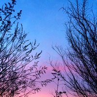 morning sky, silhouette, trees