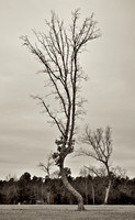 Upcurved Tree, Alamance County, North carolina
