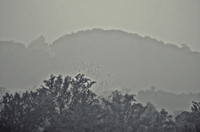 Monticello and Flock in Rain
