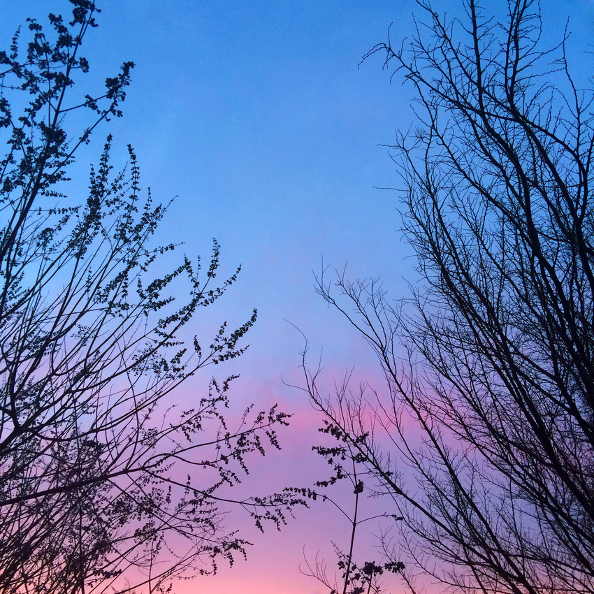 morning sky, silhouette, trees